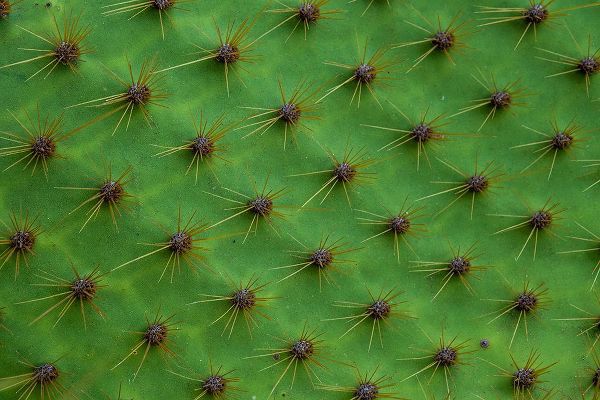 Pitamitz, Sergio 아티스트의 Close up of a cactus-South Plaza Island-Galapagos islands-Ecuador작품입니다.
